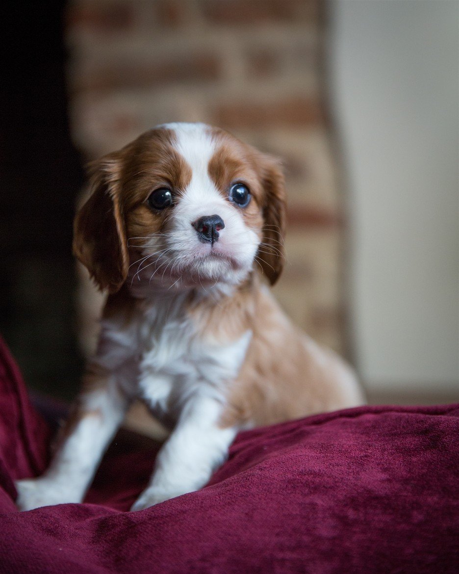 Кавалер Кинг Чарльз спаниель рубиновый