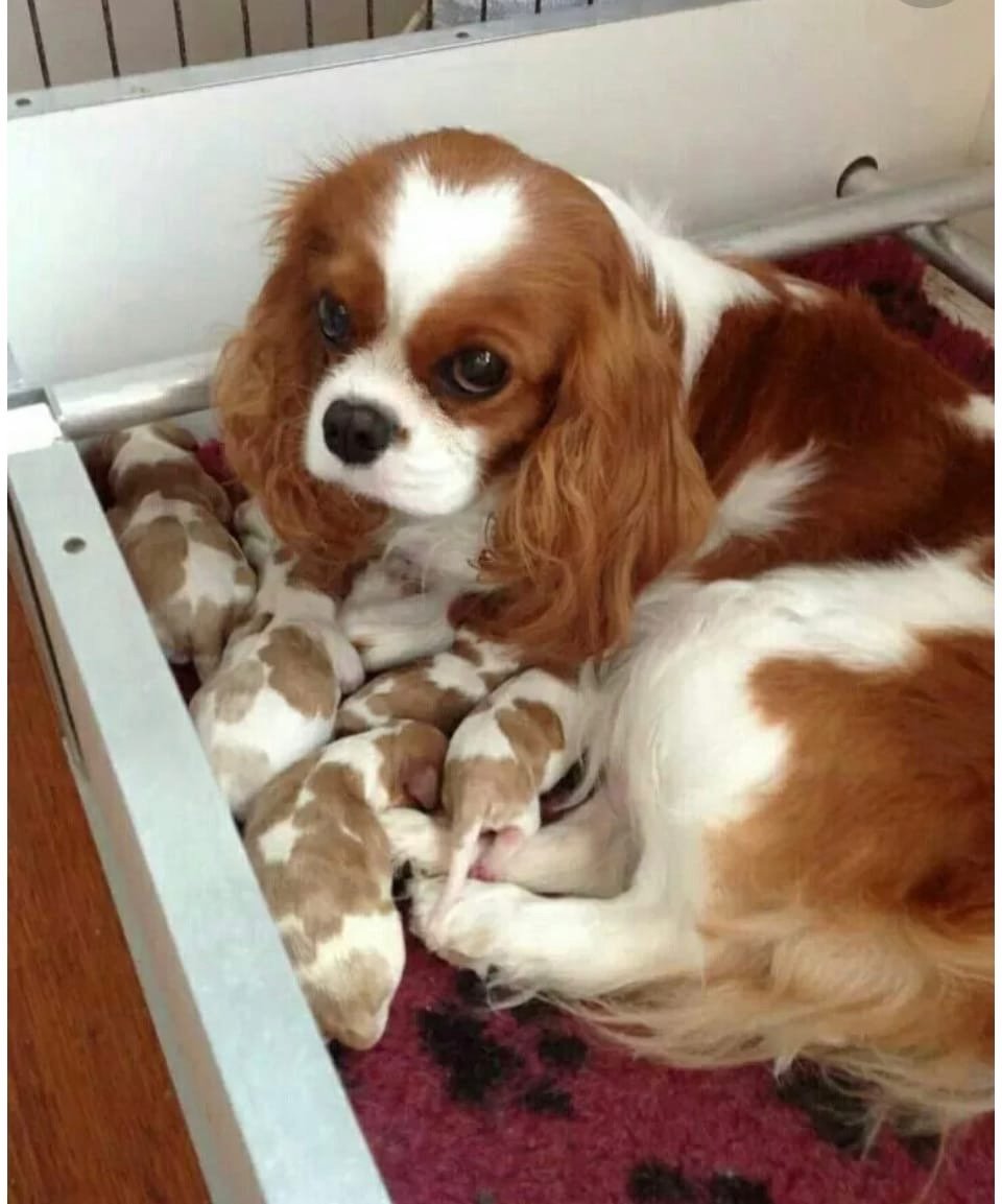 Кавалер Кинг Чарльз спаниель рубиновый