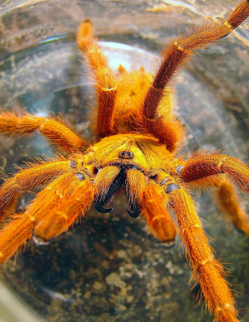 Птицееда Pterinochilus murinus