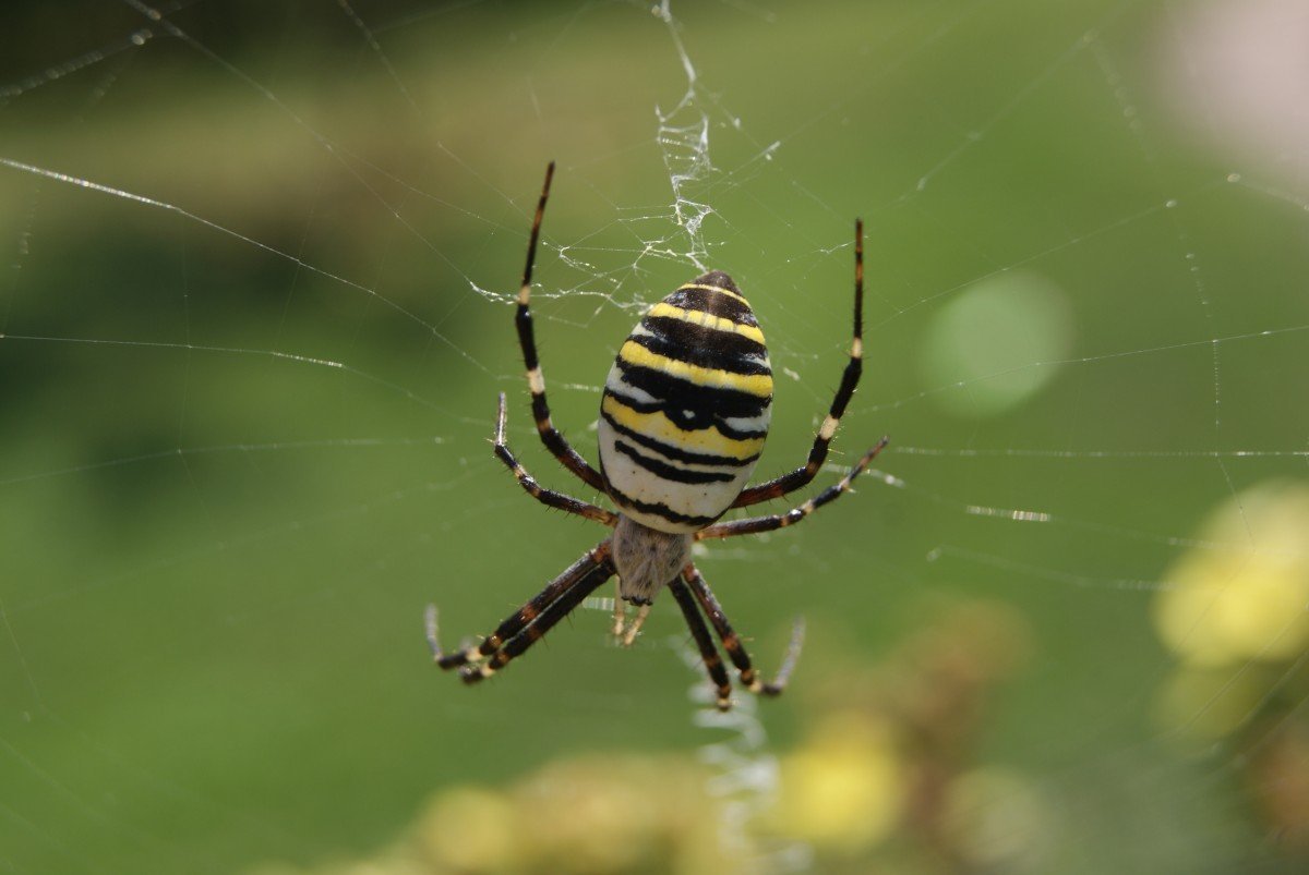 Паук Оса в Татарстане