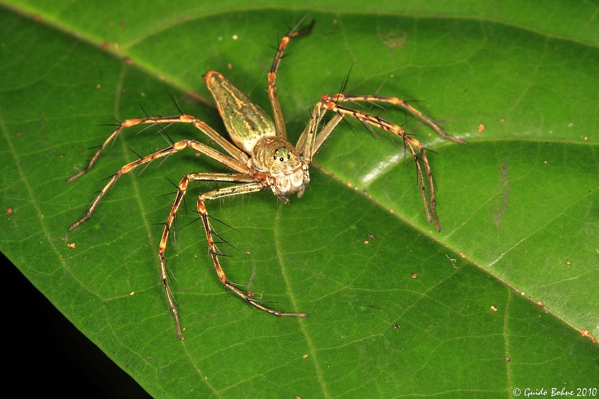 Мизгирь паук