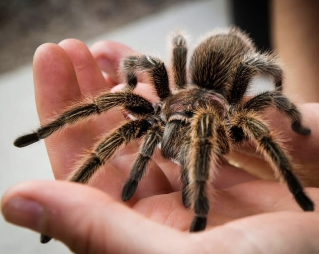 Уральский Тарантул