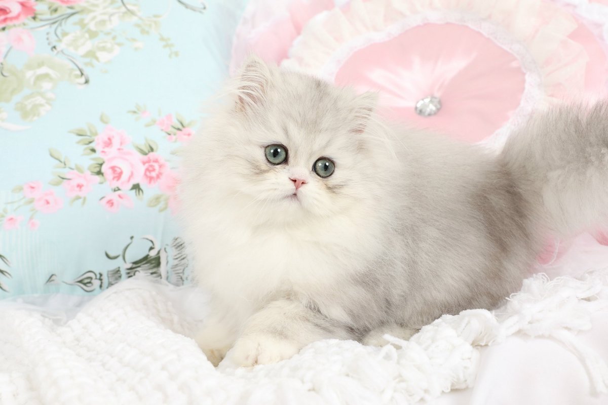 Персидская шиншилла