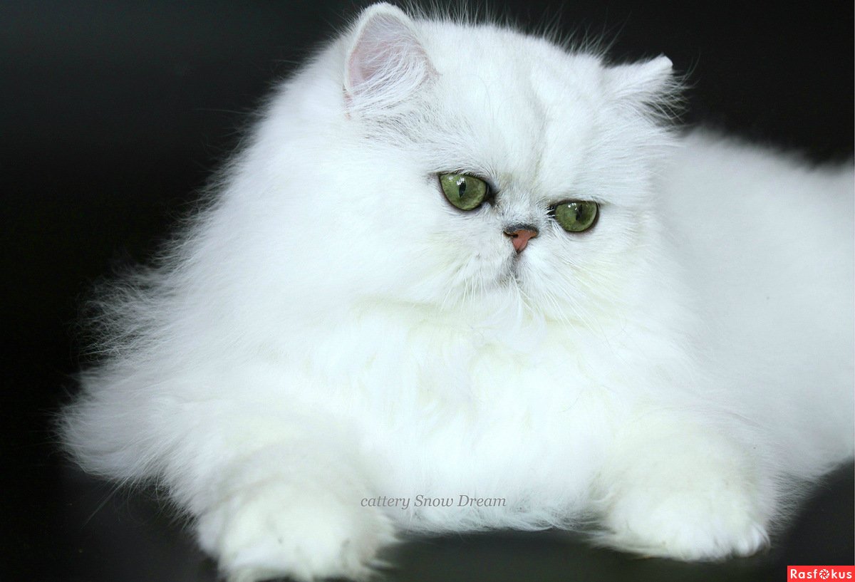 Персидская серебристая шиншилла