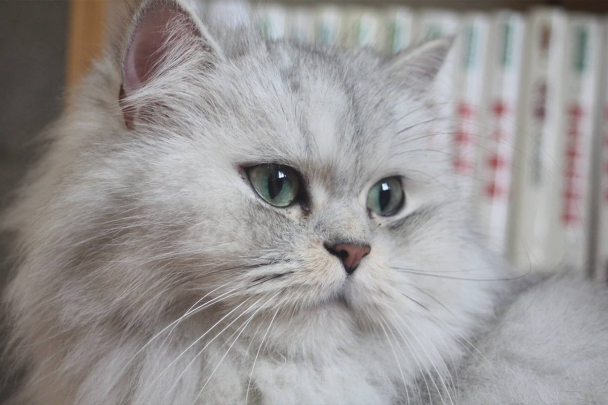 Персидская шиншилла кошка