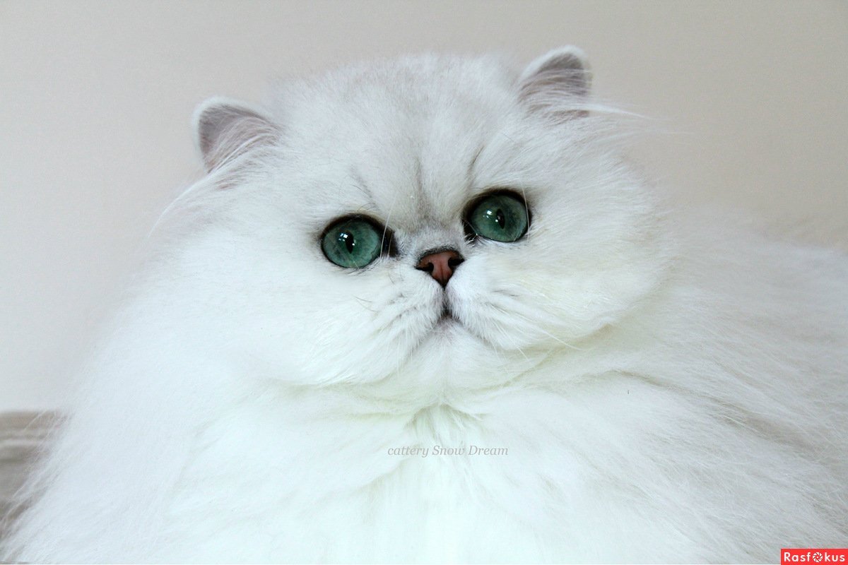 Систер котик