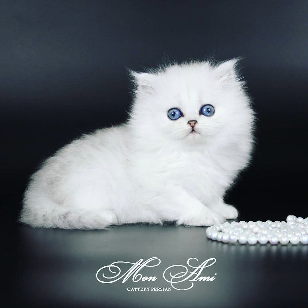 Серебристый ламбкин (шиншилла)