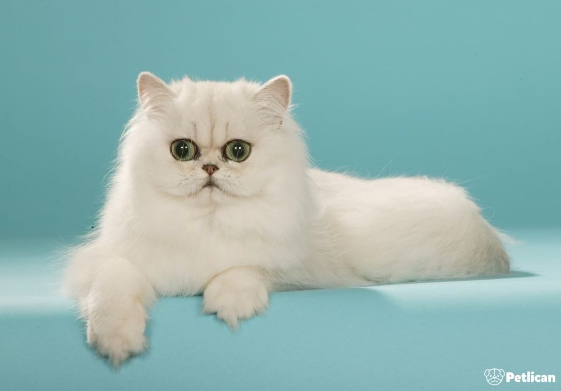 Персидская шиншилла кошка