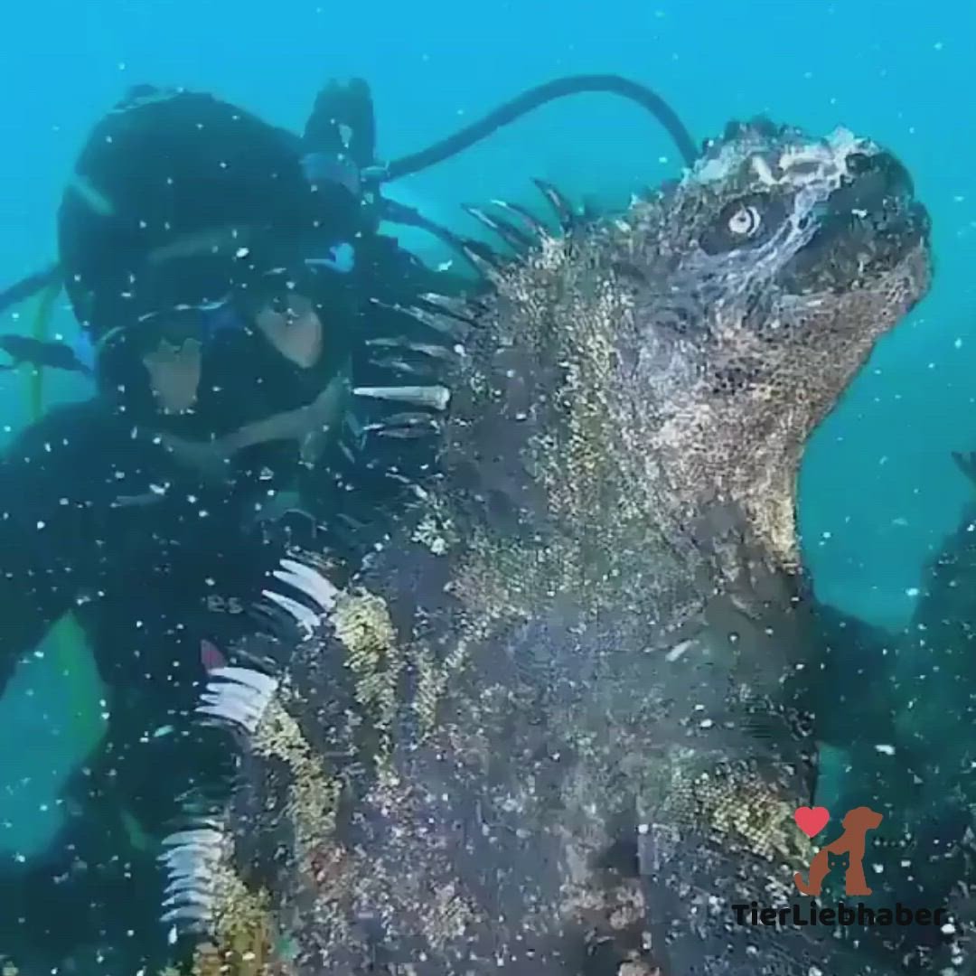 Подводная игуана