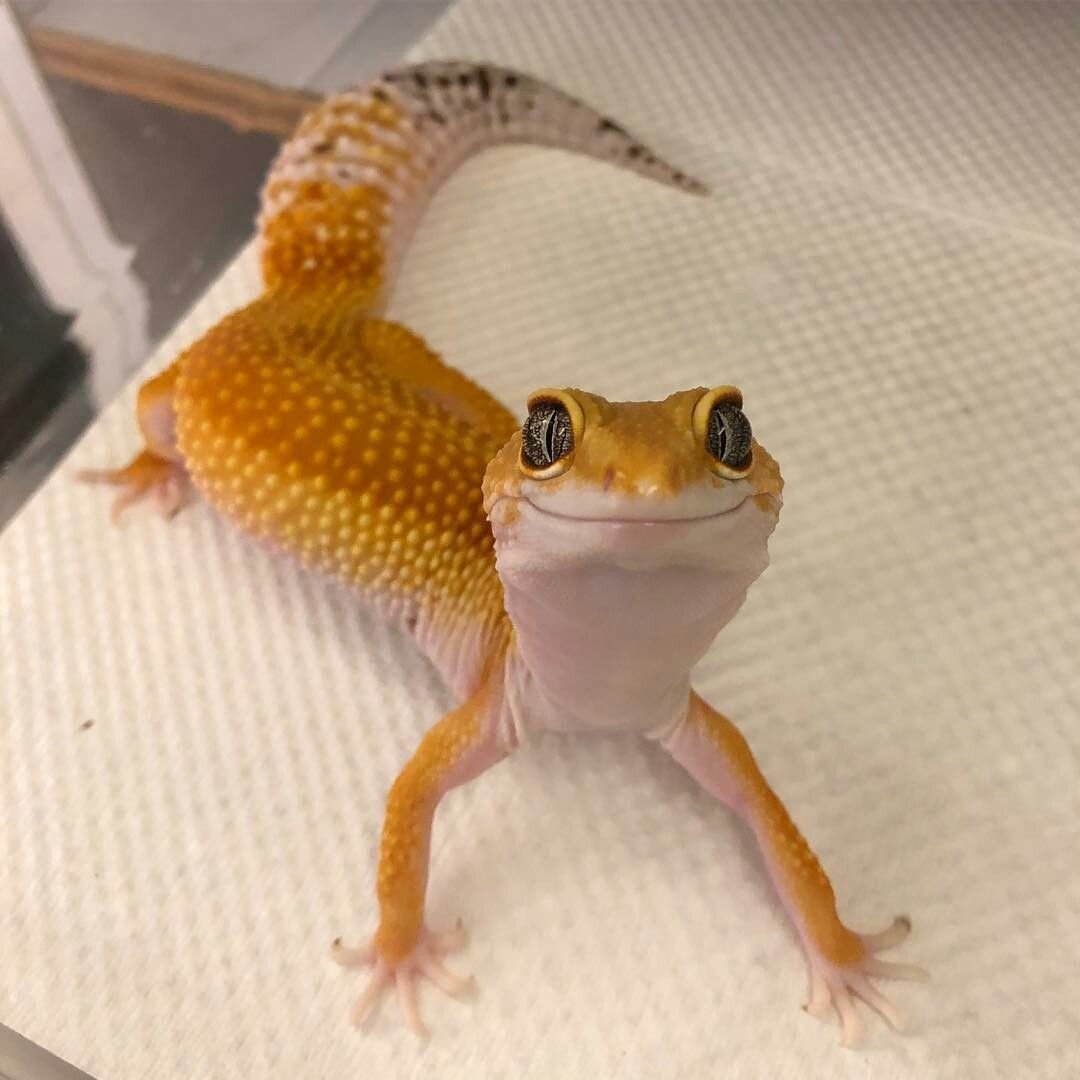 Геккон эублефар милые