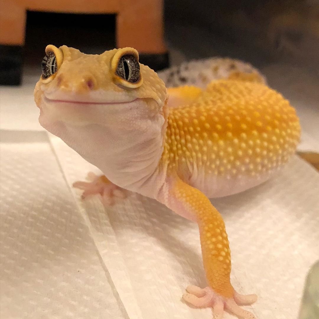 Мем с белой ящерицей