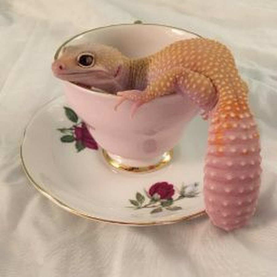 Ящерица живущая в пустыне