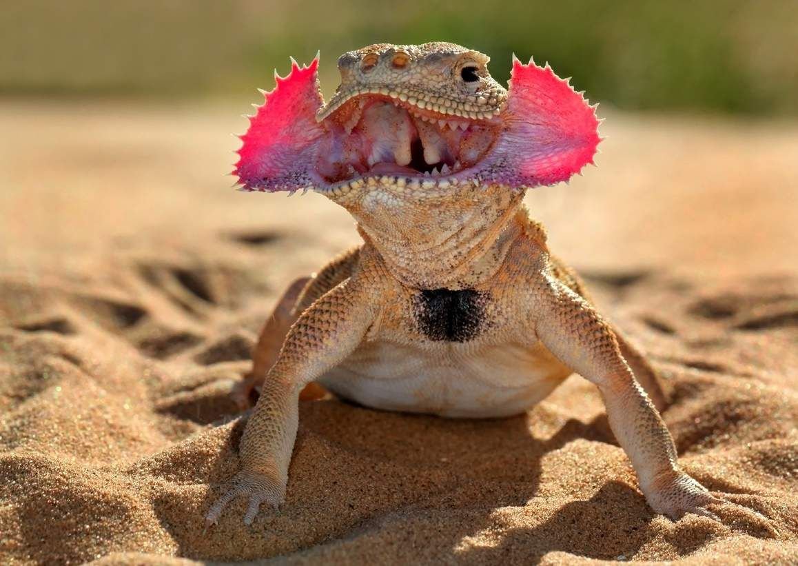 Ящерица Пинтерест