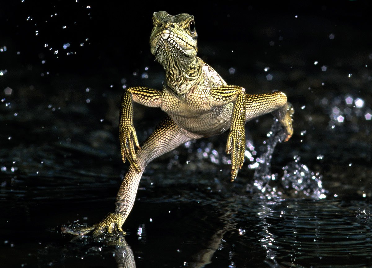 Эублефар террариум