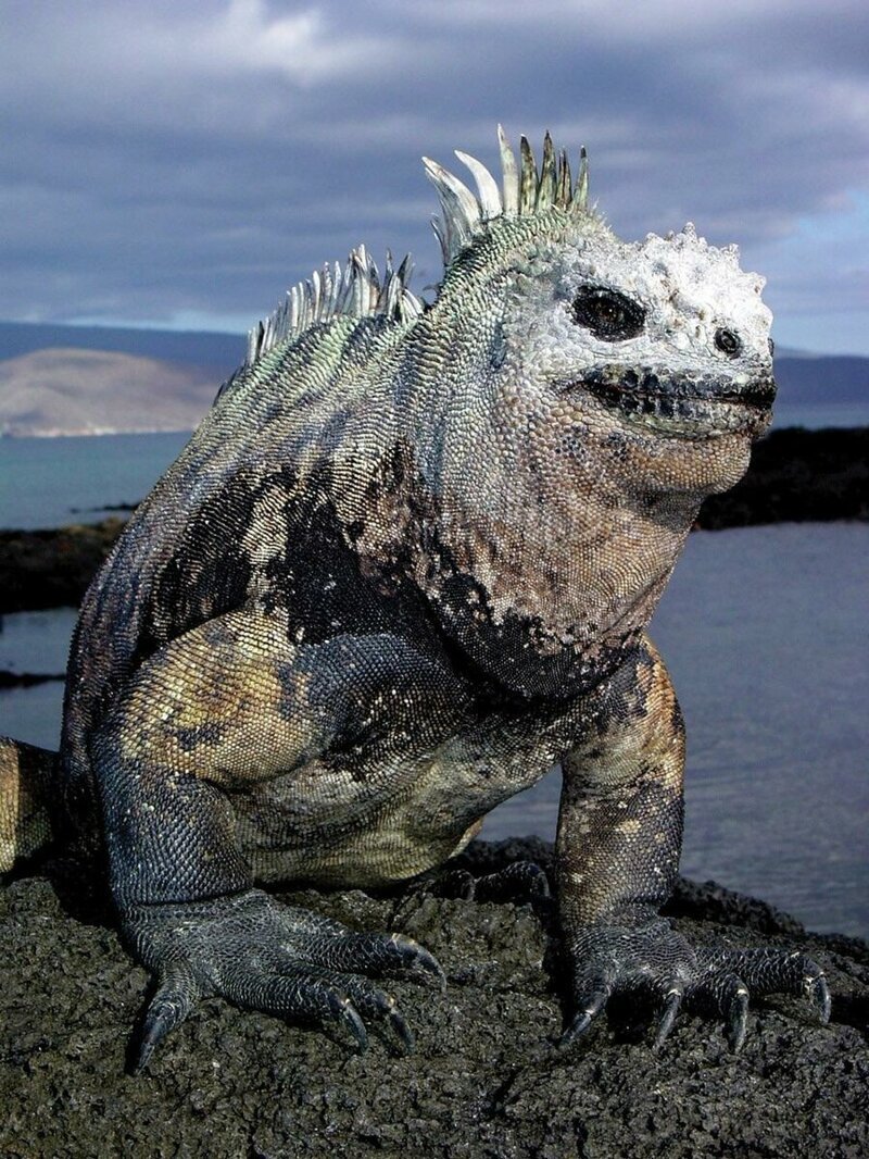 Галапагосская морская игуана