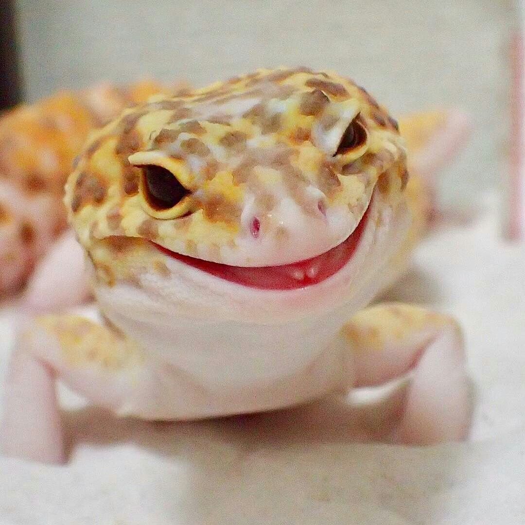 Чёрный эублефар Black Night