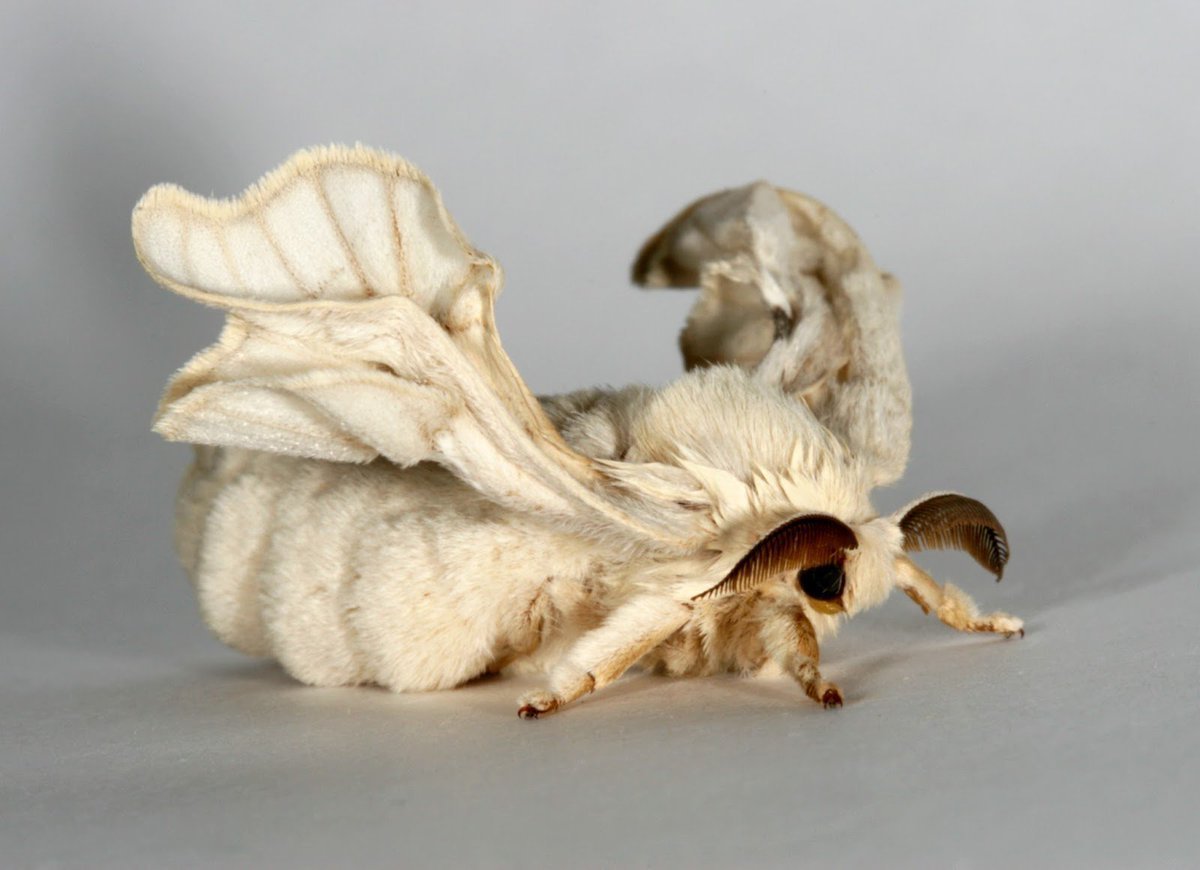 Розовая Кленовая бабочка Dryocampa rubicunda