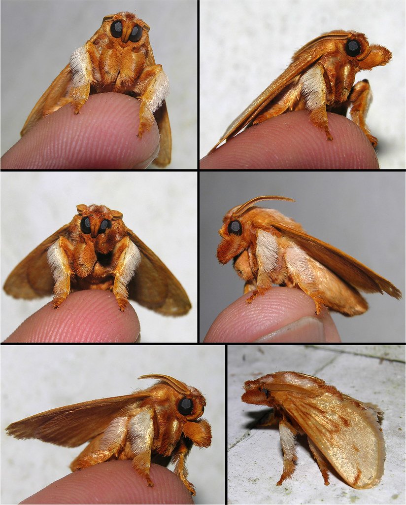 Мохнатая бабочка ночница