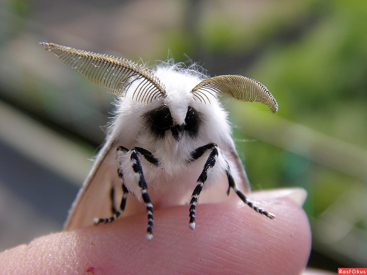 Винусуэльский пуделëвый матылëк
