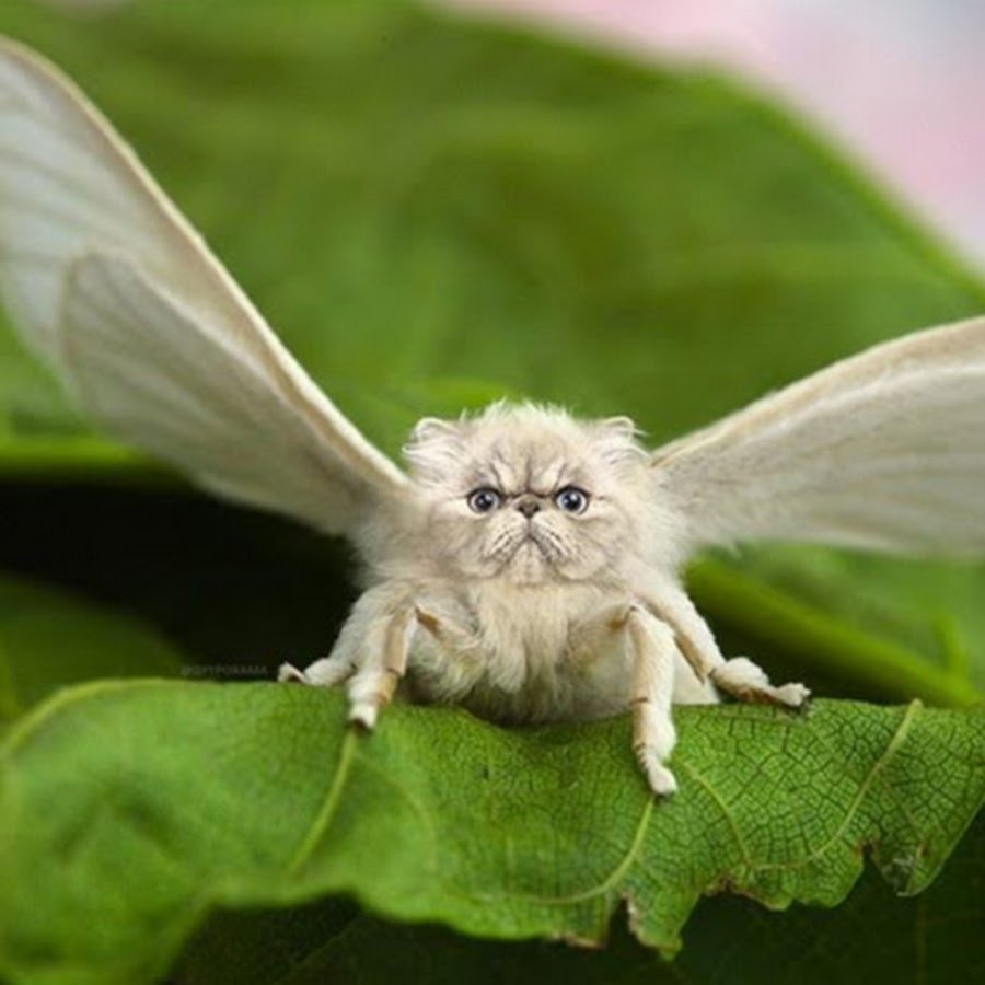 Кленовый Бражник