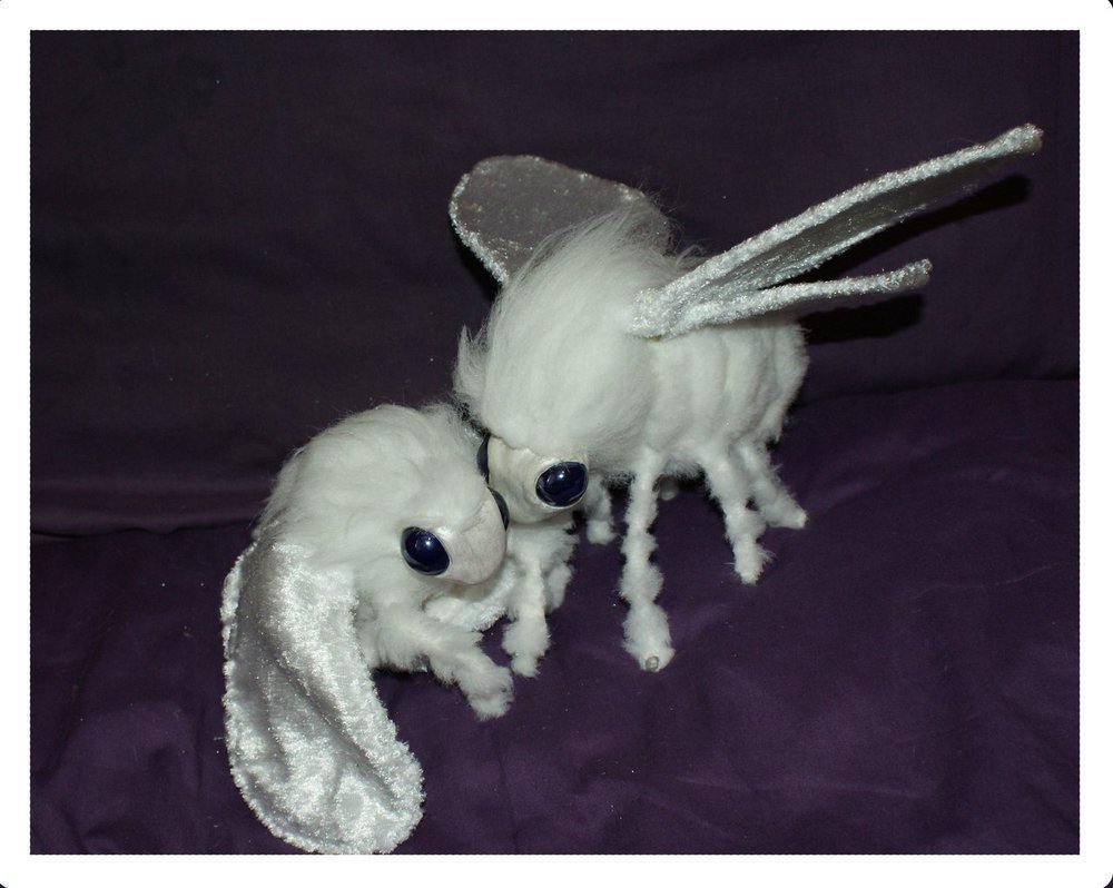 Венесуэльский мотылёк-пудель