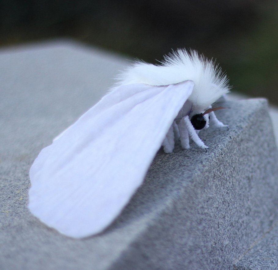 Тутовый шелкопряд бабочка