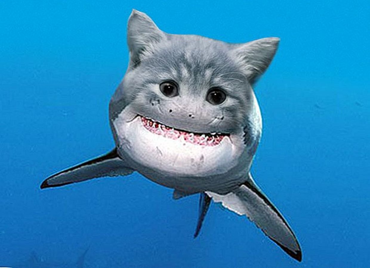 Включи акулята. Кот акула. Радостная акула. Акула улыбается. Добрая акула.