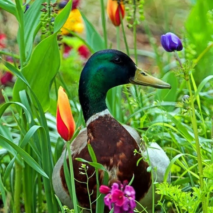 Красивые сельскохозяйственные птицы