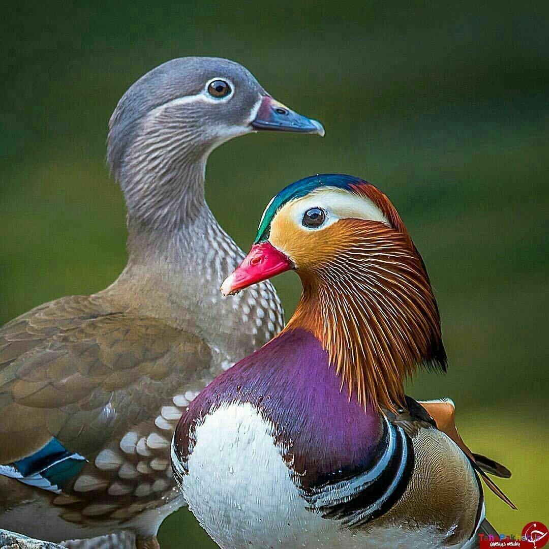 Утки мандаринки пара