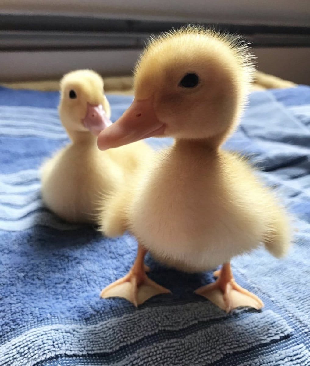 Красивая утка