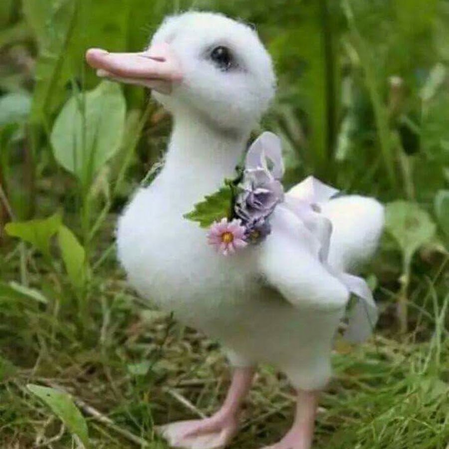 Милые белые уточки