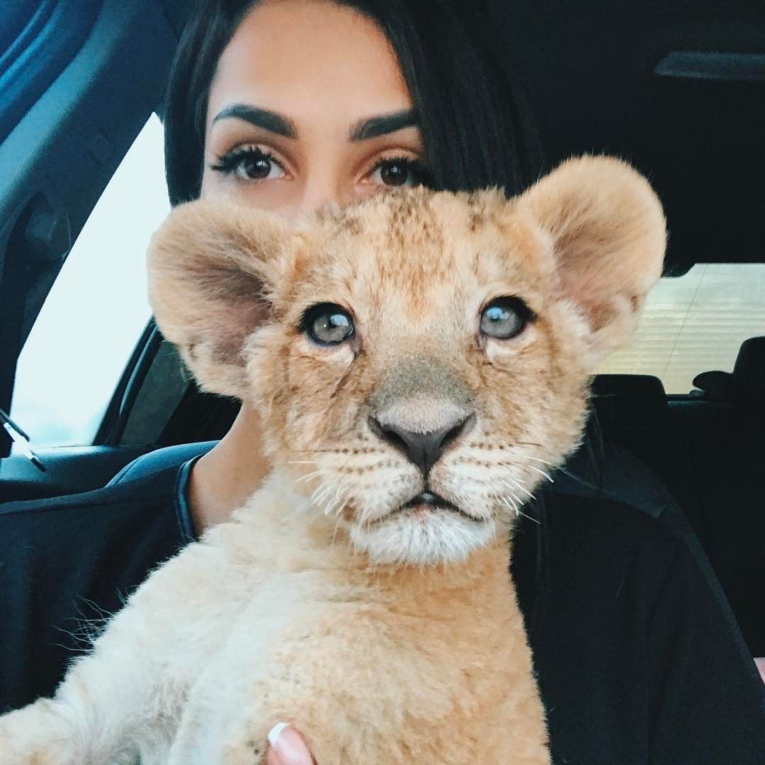 Львенок в автомобиле