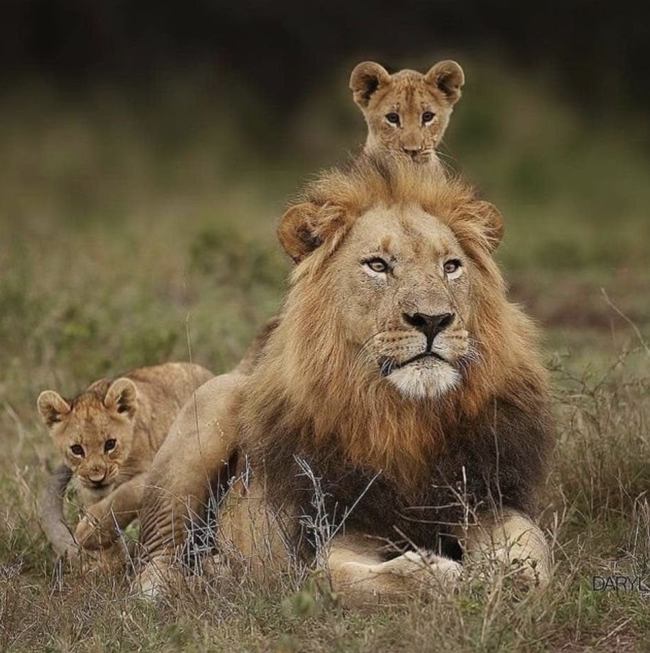 Прайд Львов