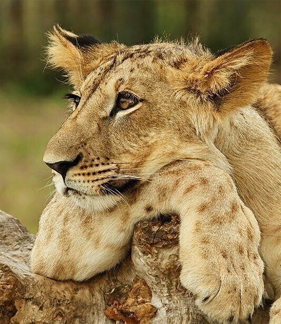 Грустная львица