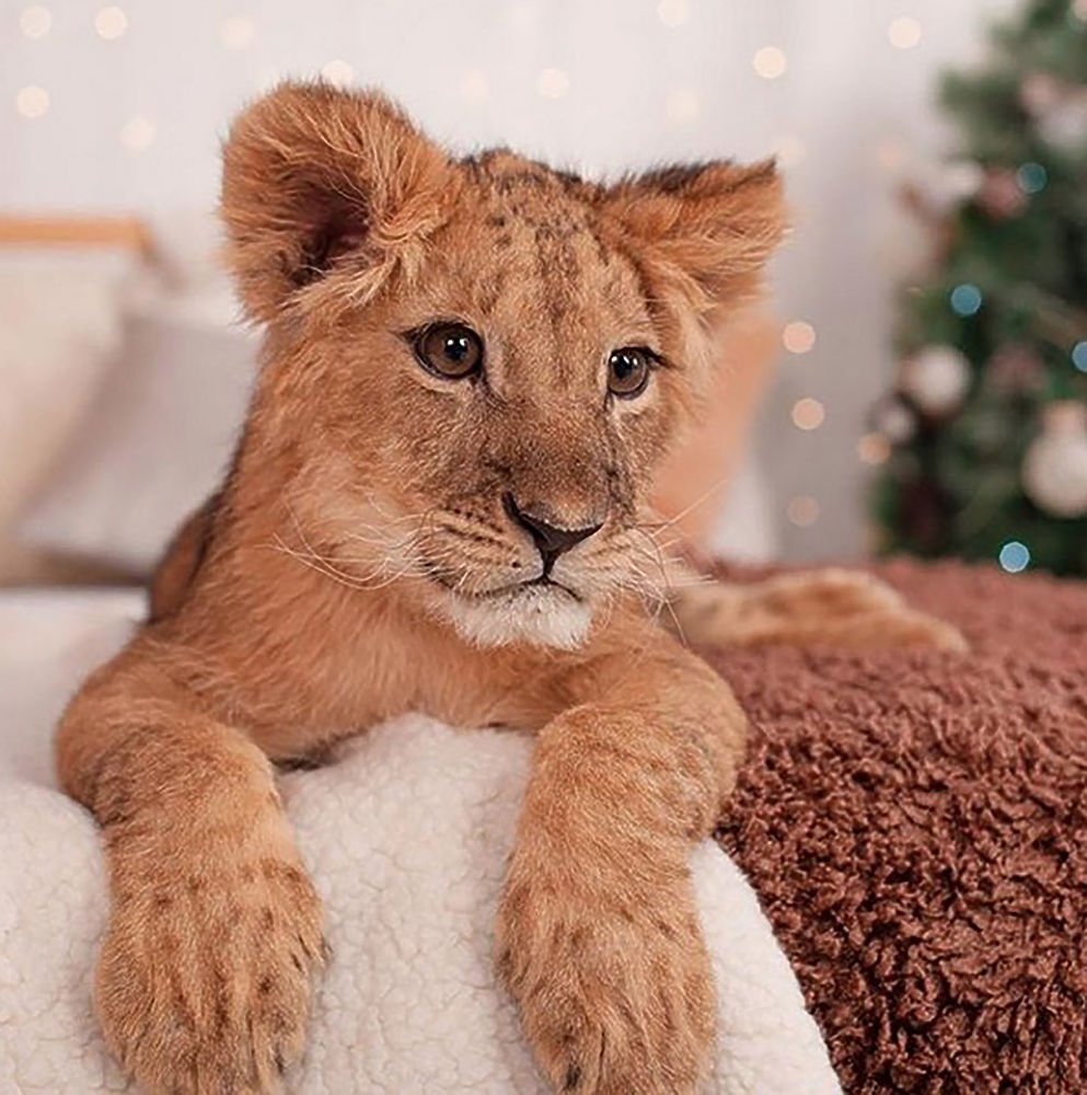 Новогодний Львенок