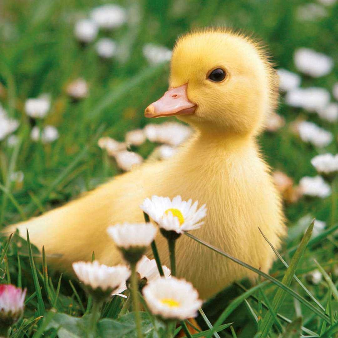 Маленькие уточки