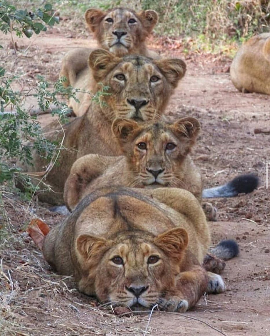 Львицы Прайд