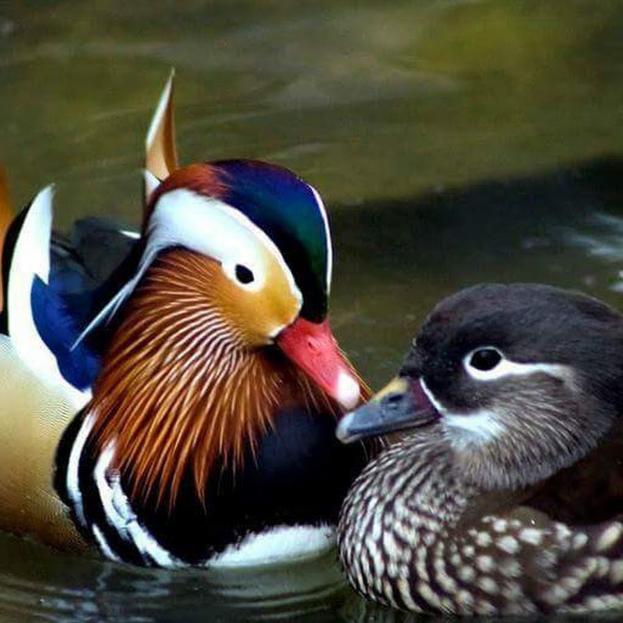 Утка Мандаринка самец и самка