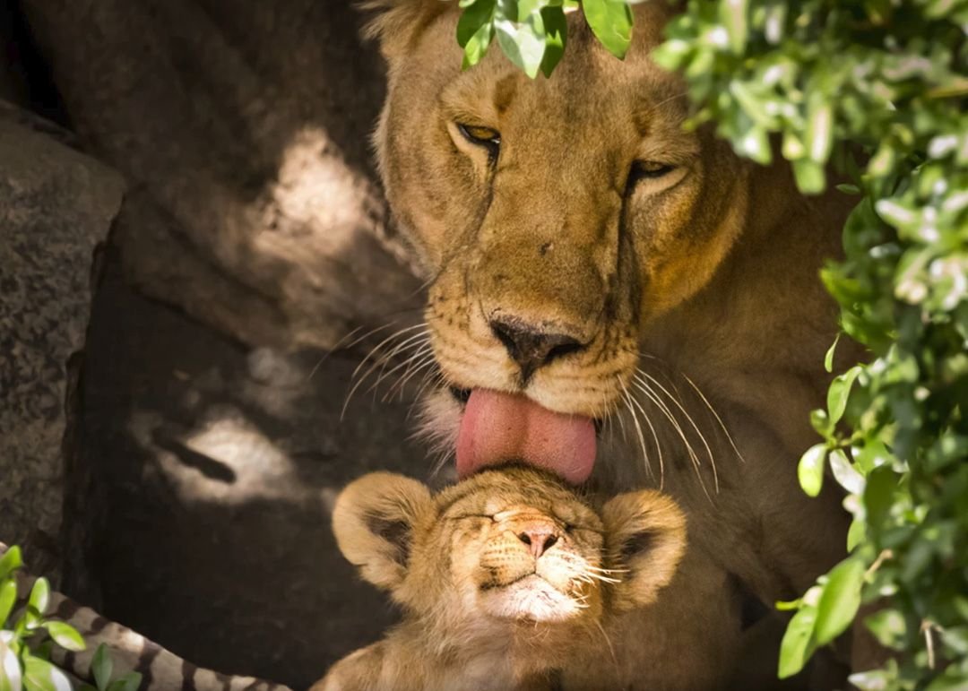 Львица вылизывает львенка