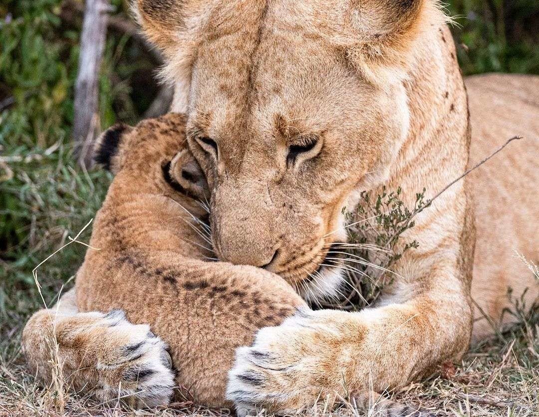 Домашняя львица