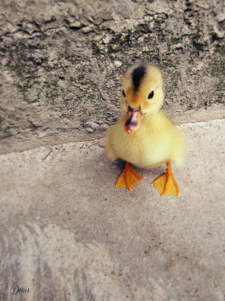 Уточка настоящая