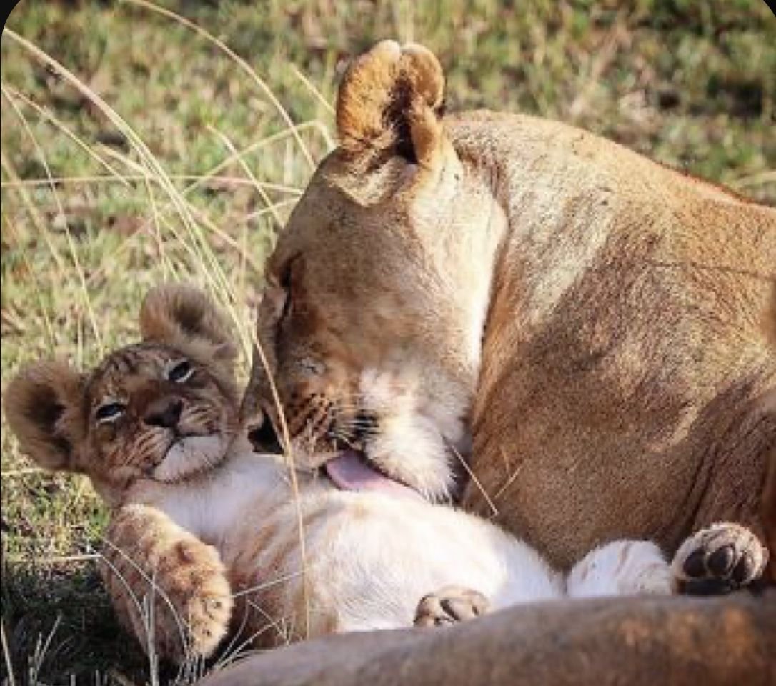 Животные заботятся