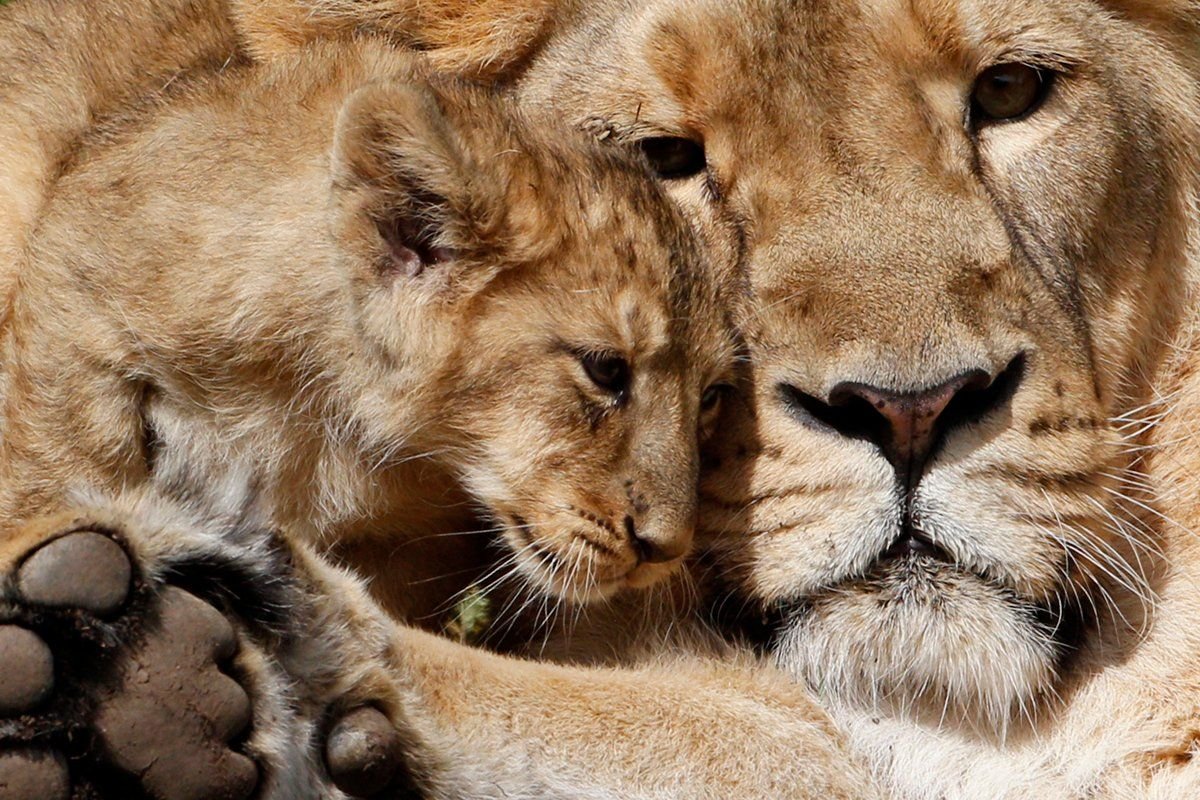 Папа Лев мама львица и Львенок