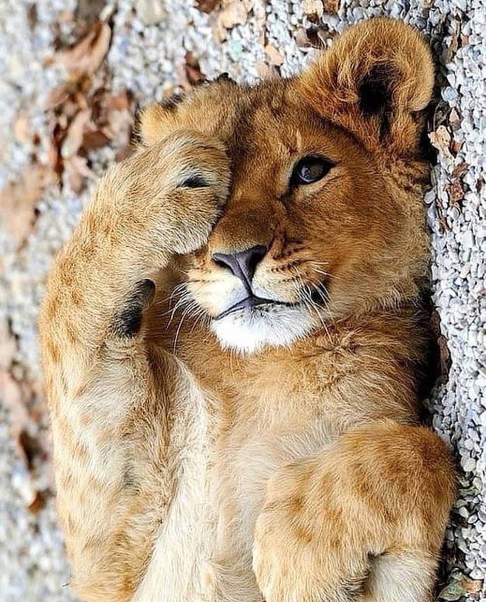 Сегодня мой день картинки с львицей