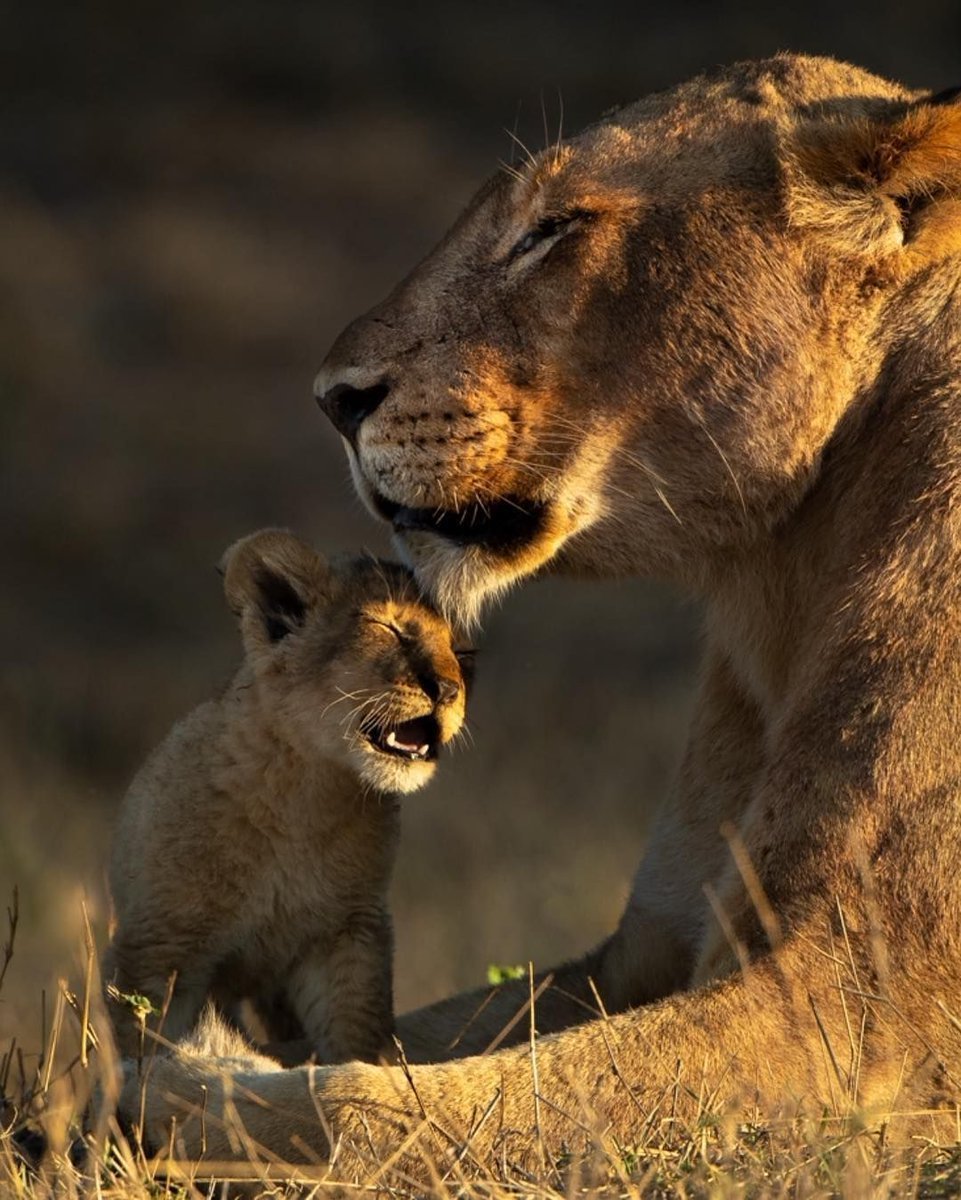 Львица с детенышем