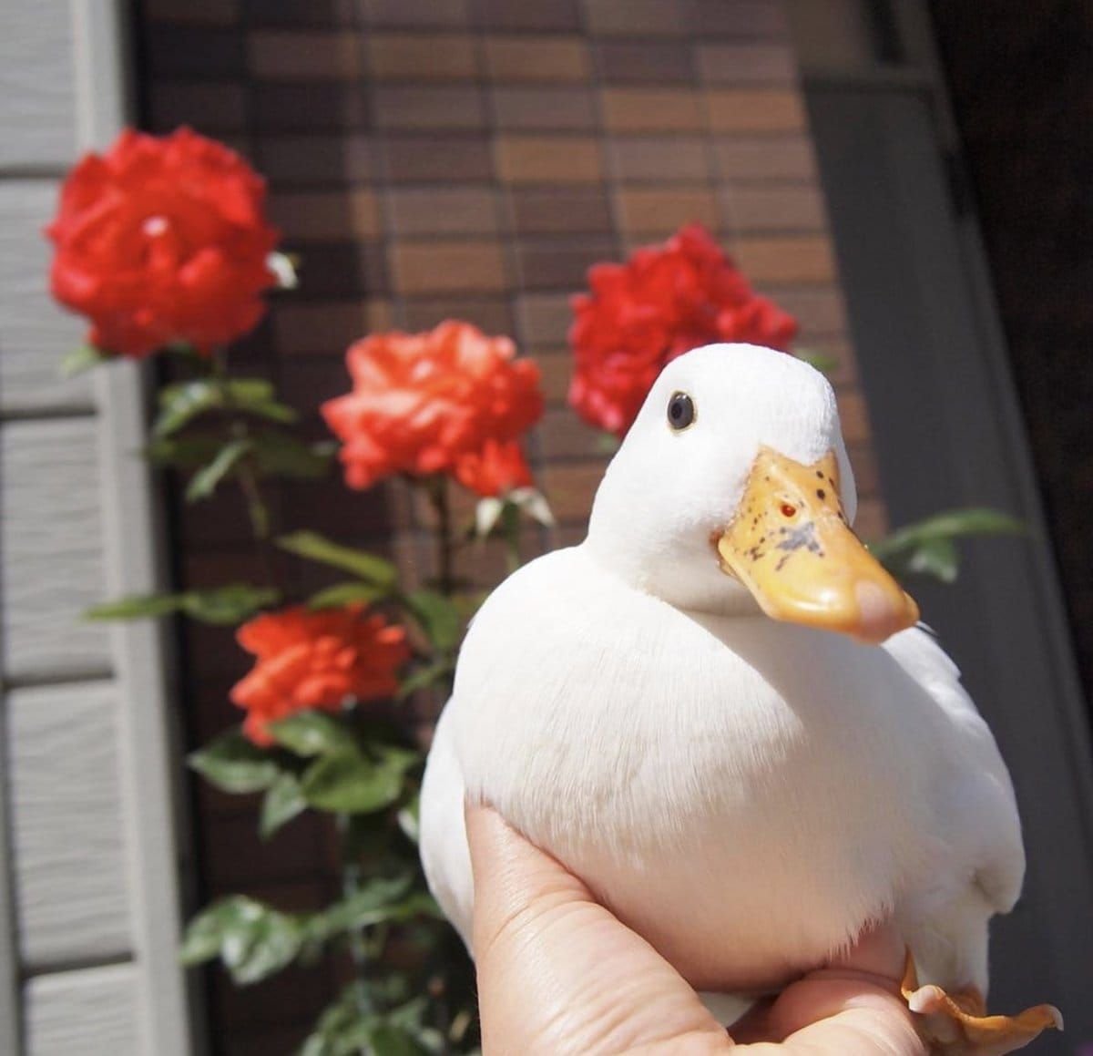 Милые уточки