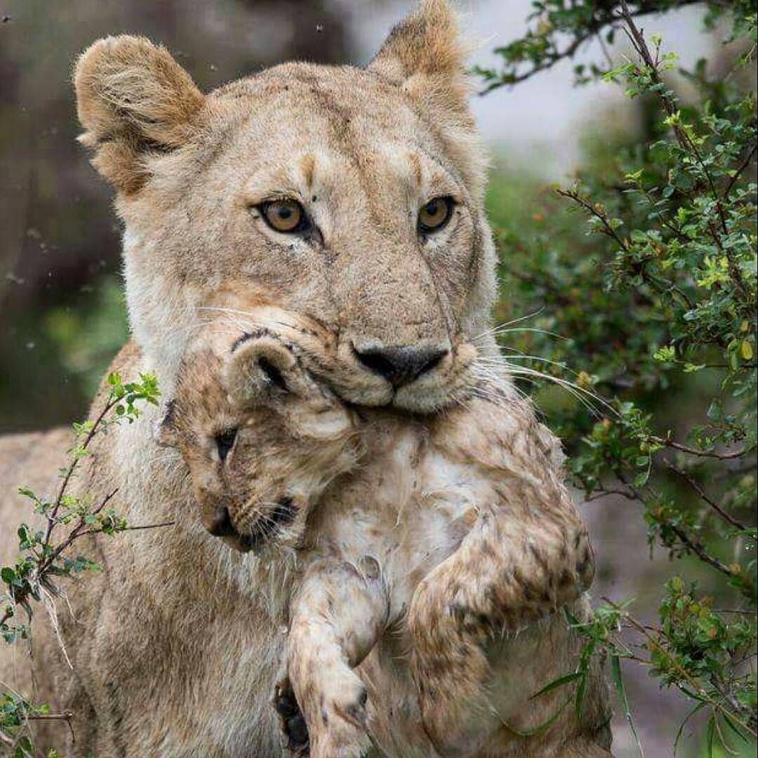 Шикарная львица