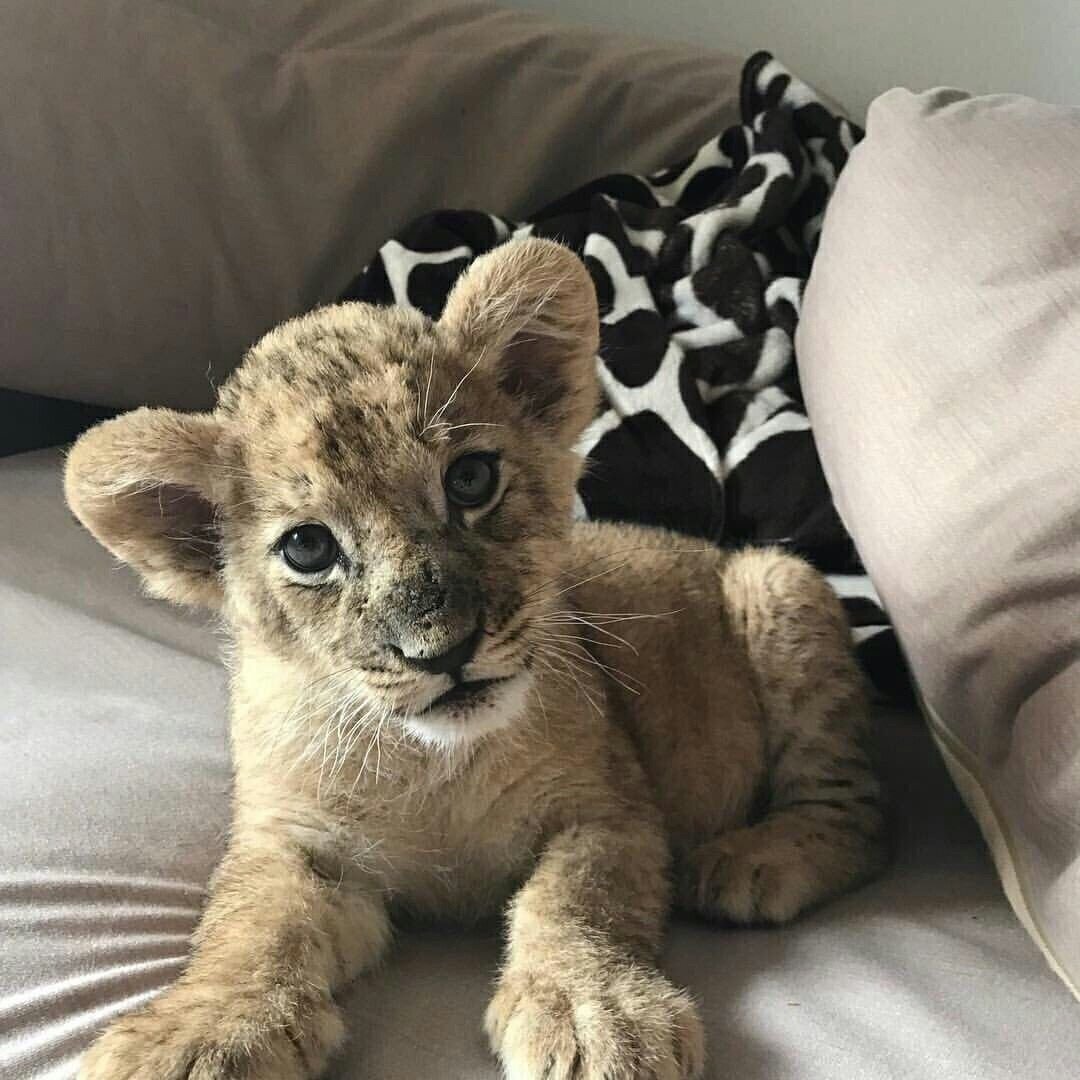 Домашний Львенок