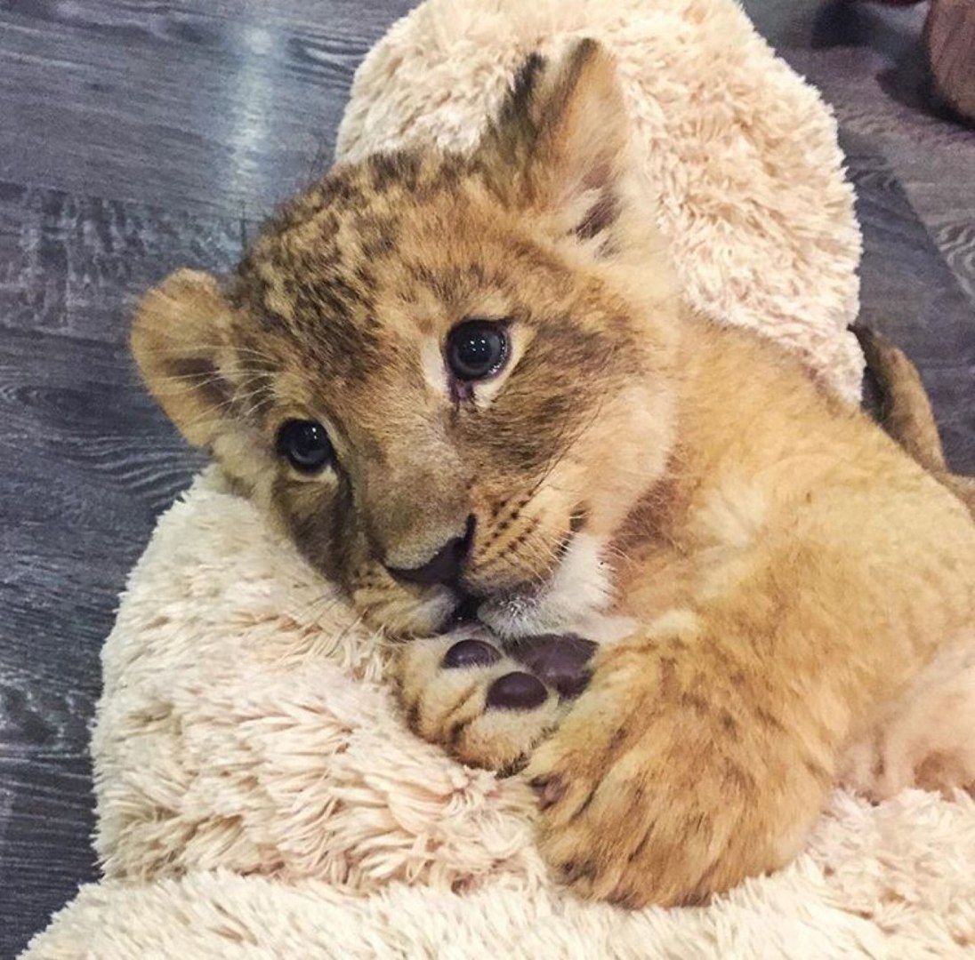 Домашний Львенок