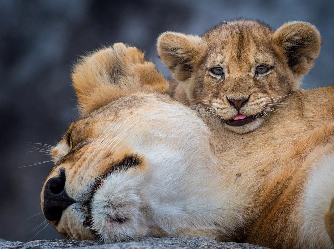 Милая львица